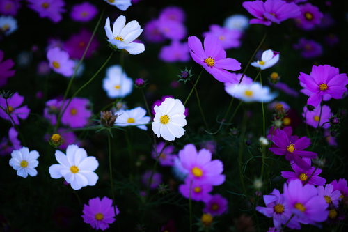 紫やピンク、白など色とりどりのコスモスの花畑