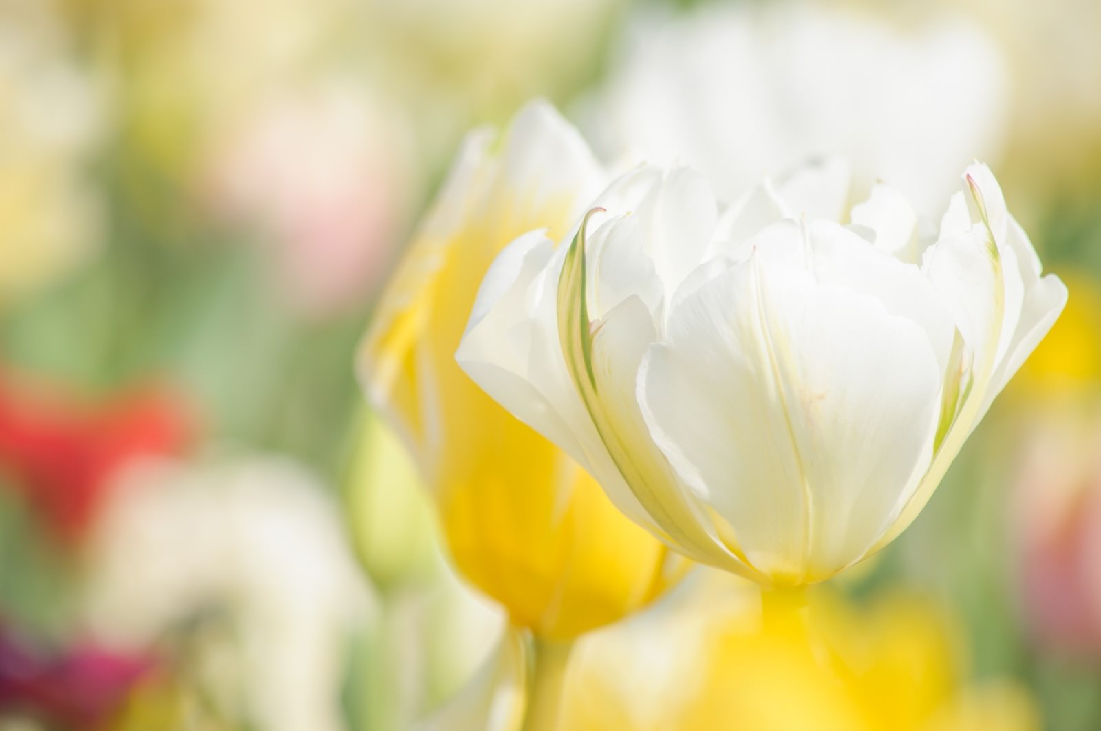 柔らかな日差しの中で咲く白いチューリップの花