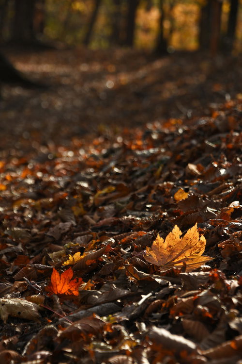 落葉が敷き詰められた秋の小道