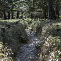 大台ヶ原の森林と登山道 苔むした岩と倒木が点在する深い森の写真