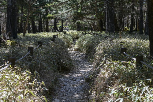 大台ヶ原の森林と登山道 苔むした岩と倒木が点在する深い森