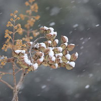 木の実に積もる雪と枯れアジサイの写真