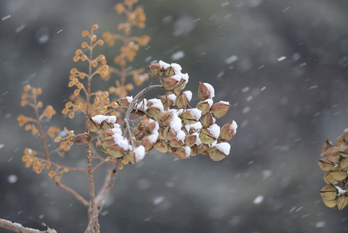 降雪の中、枝に積もる雪に包まれた木の実の冬景色