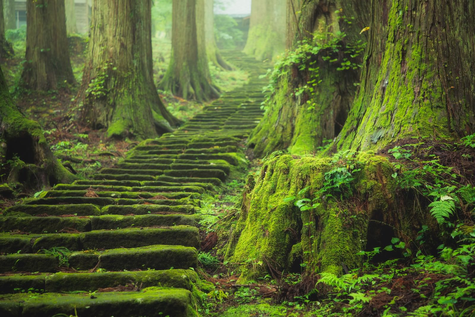朝靄が立ち込める森の中で苔に覆われた石段が奥へと続いている