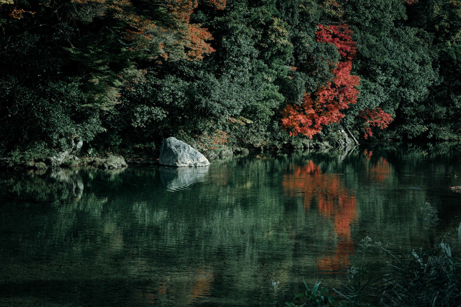 静かな川の水面に紅葉した木々が映り込み、波紋が広がる秋の風景
