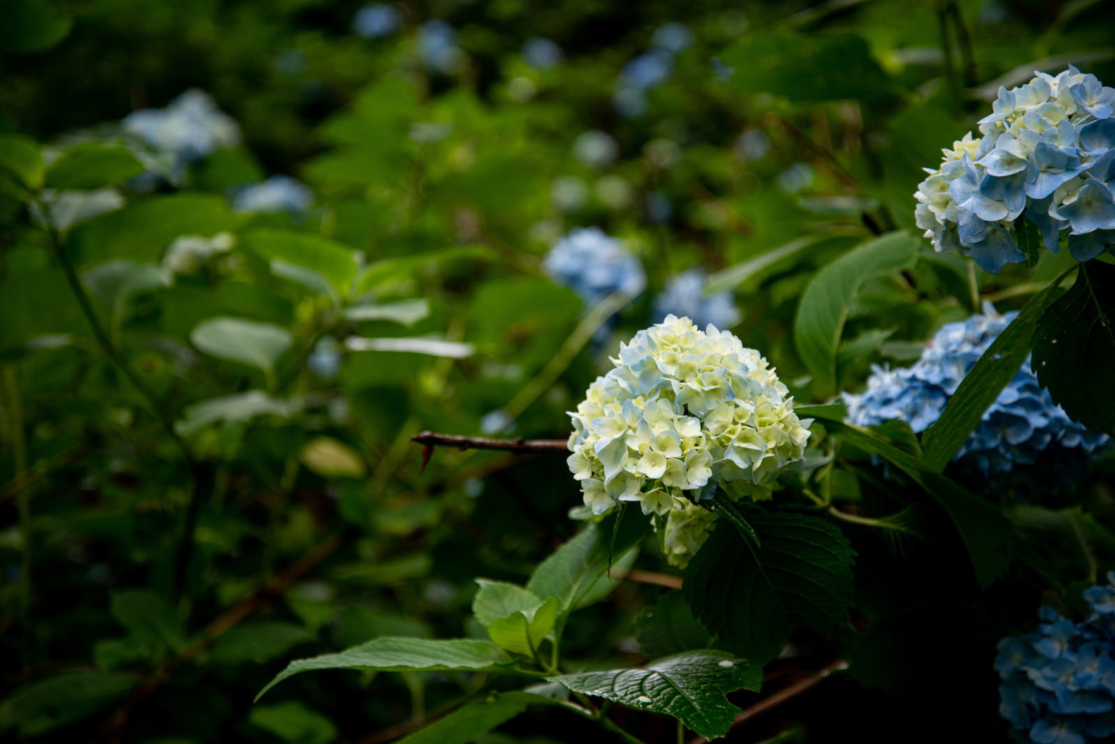 公園に咲く白と水色の紫陽花