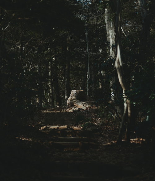 樹海の山道に残る切り株と木々、落ち葉が散在する林道の風景