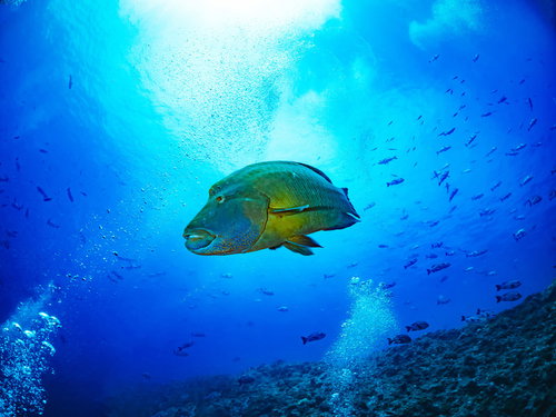 優雅に泳ぐナポレオンフィッシュ（メガネモチノウオ）の水中姿