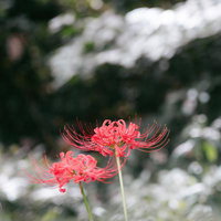 白い花との対比で映える曼殊沙華の赤い彼岸花の写真