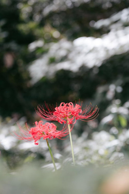 白い花との対比で映える曼殊沙華の赤い彼岸花