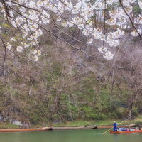 猊鼻渓の舟下りと春の桜 岩手県の景勝地を巡る舟旅の写真