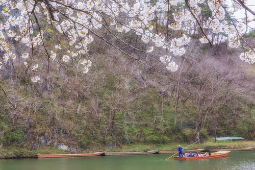 猊鼻渓の舟下りと春の桜 岩手県の景勝地を巡る舟旅