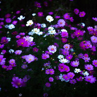 紫と白に彩られた群生コスモスの花畑の写真
