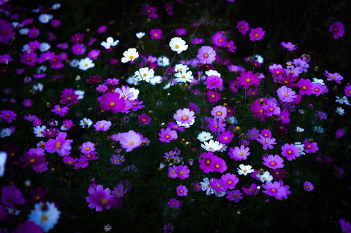 紫と白に彩られた群生コスモスの花畑