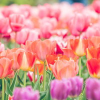 色とりどりのチューリップが咲く春の花畑の写真