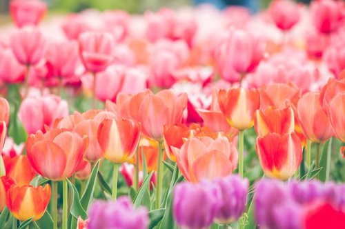 色とりどりのチューリップが咲く春の花畑