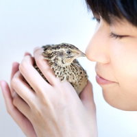 手乗りのウズラを優しく包む女性の横顔、ペットとの触れ合いの写真