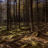 唐松の落葉で染まる甲武信ヶ岳の森林、苔むした岩と落ち葉の林床の写真