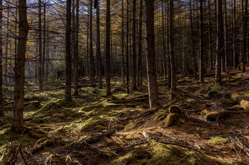 唐松の落葉で染まる甲武信ヶ岳の森林、苔むした岩と落ち葉の林床