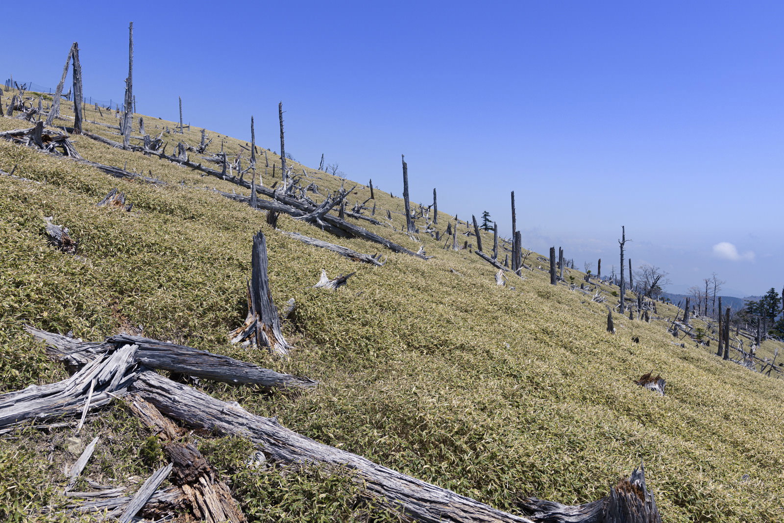 青空の下、大台ヶ原山頂に立ち枯れした白い木々が点在する風景