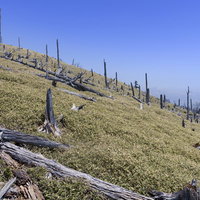 大台ヶ原山頂に点在する立ち枯れた枯れ木と遠くの山並みの写真
