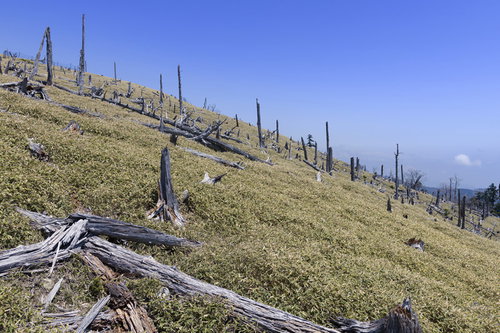 大台ヶ原山頂に点在する立ち枯れた枯れ木と遠くの山並み