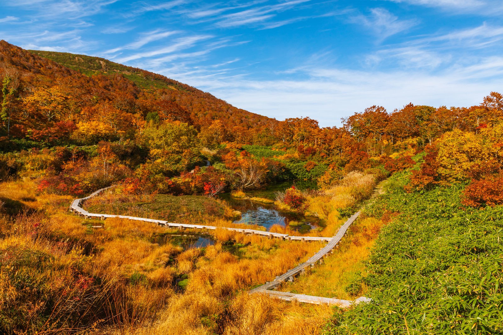 秋の紅葉に染まった山々とシラタマノキ湿原を通る木道