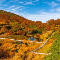 秋のシラタマノキ湿原を蛇行する木道と紅葉の山々の写真