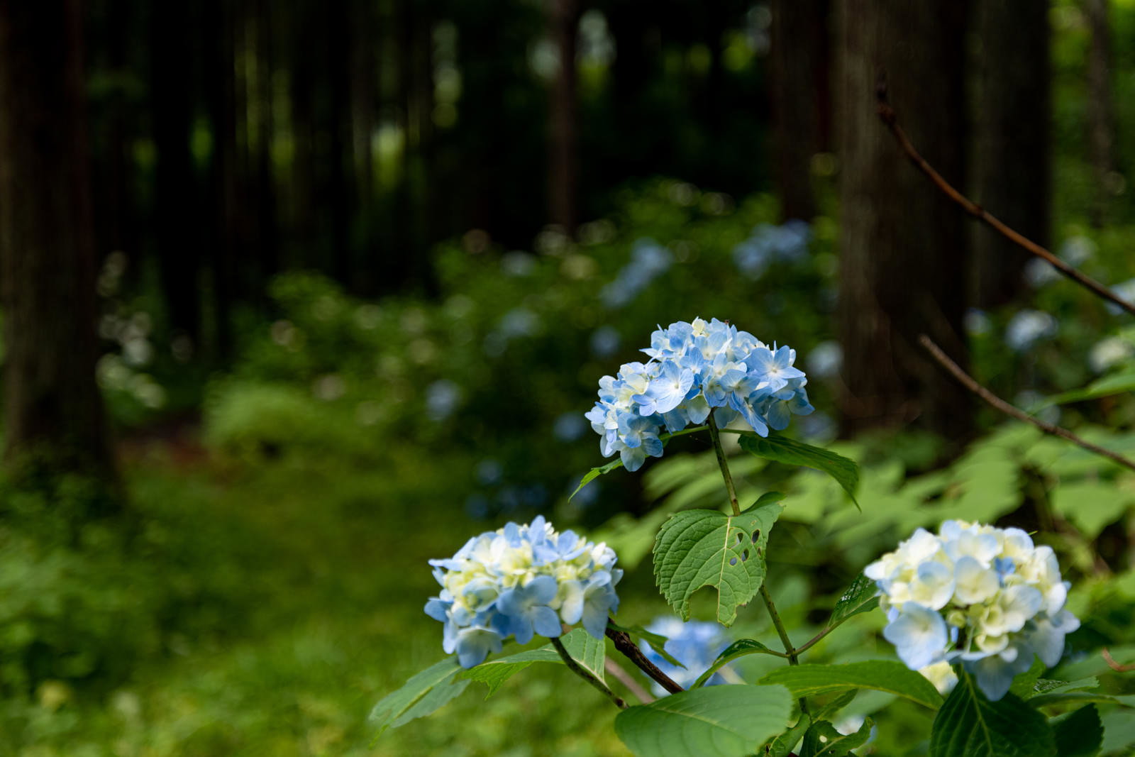 緑の森を背景に咲く薄紫色の紫陽花の花