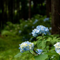 虫食いの葉と薄紫色の紫陽花が咲く初夏の森の写真