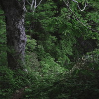 鬱蒼とした深緑の森が続く日本百名山・高妻山の登山道の写真