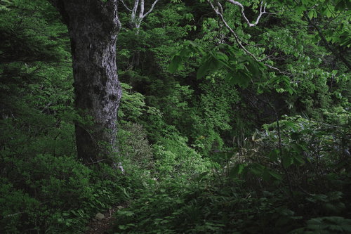 鬱蒼とした深緑の森が続く日本百名山・高妻山の登山道