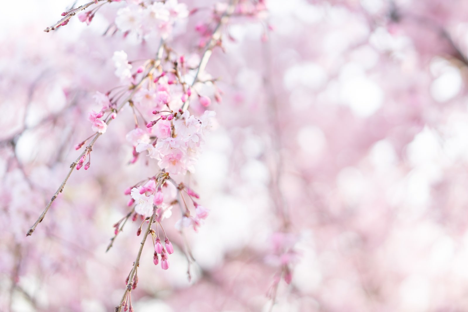 淡いピンク色の桜のつぼみが枝に並んでいる写真