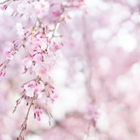 桜の蕾がほころぶ春の枝、淡いピンク色に染まる季節の訪れの写真