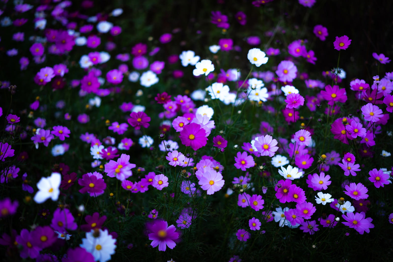 紫のコスモスが密集して咲く花畑