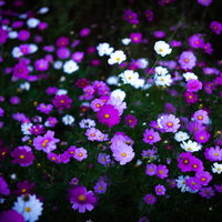 野に咲く紫とピンク、白のコスモスの花畑、秋の風景の写真