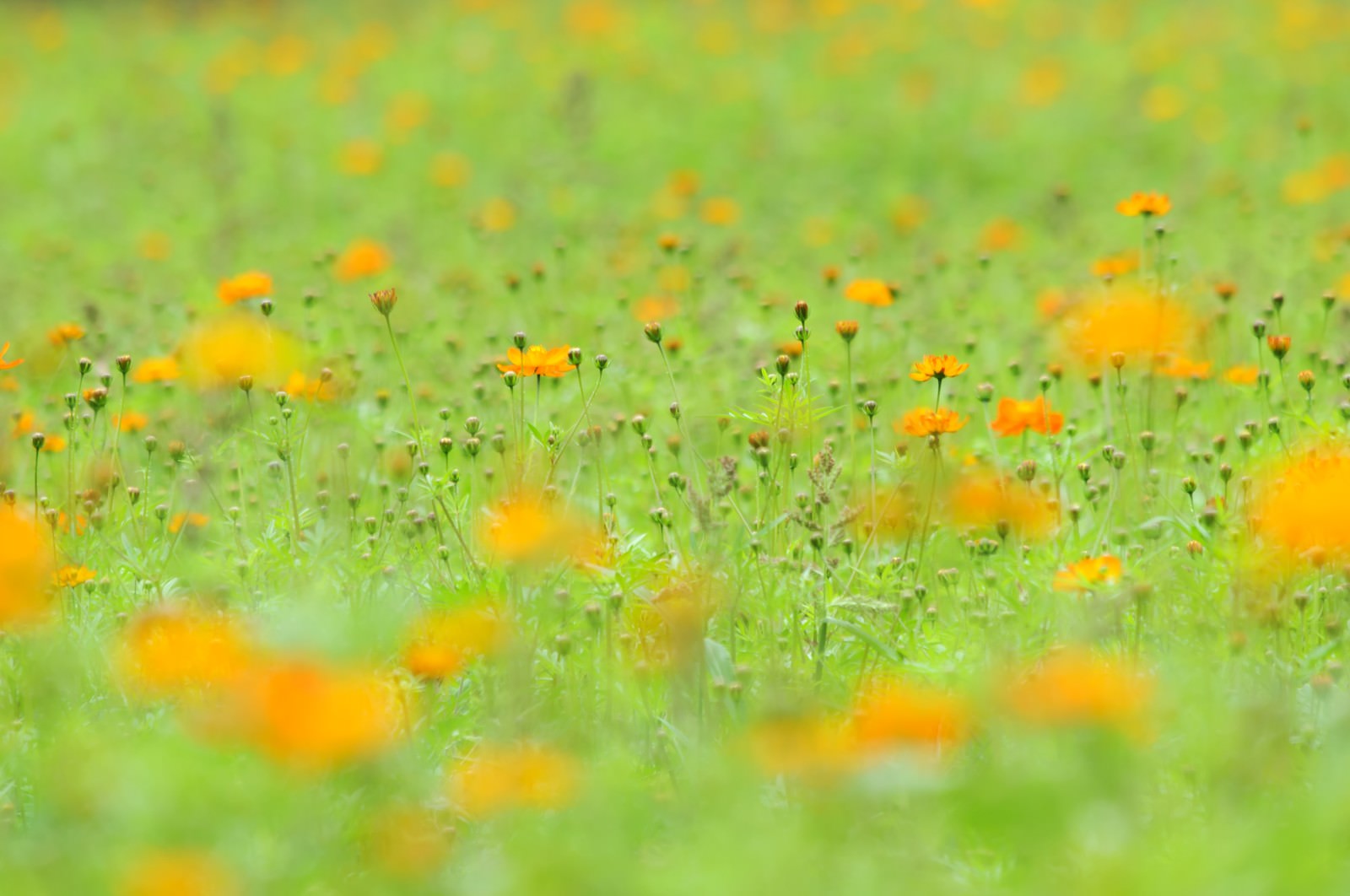 オレンジと黄色のキバナコスモスが咲く花畑の風景