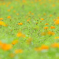 花ひらくとき、キバナコスモスの群生、春の花畑の写真