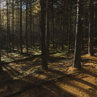 唐松の落葉の絨毯を歩く登山道（甲武信ヶ岳）の写真