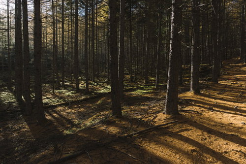 唐松の落葉の絨毯を歩く登山道（甲武信ヶ岳）