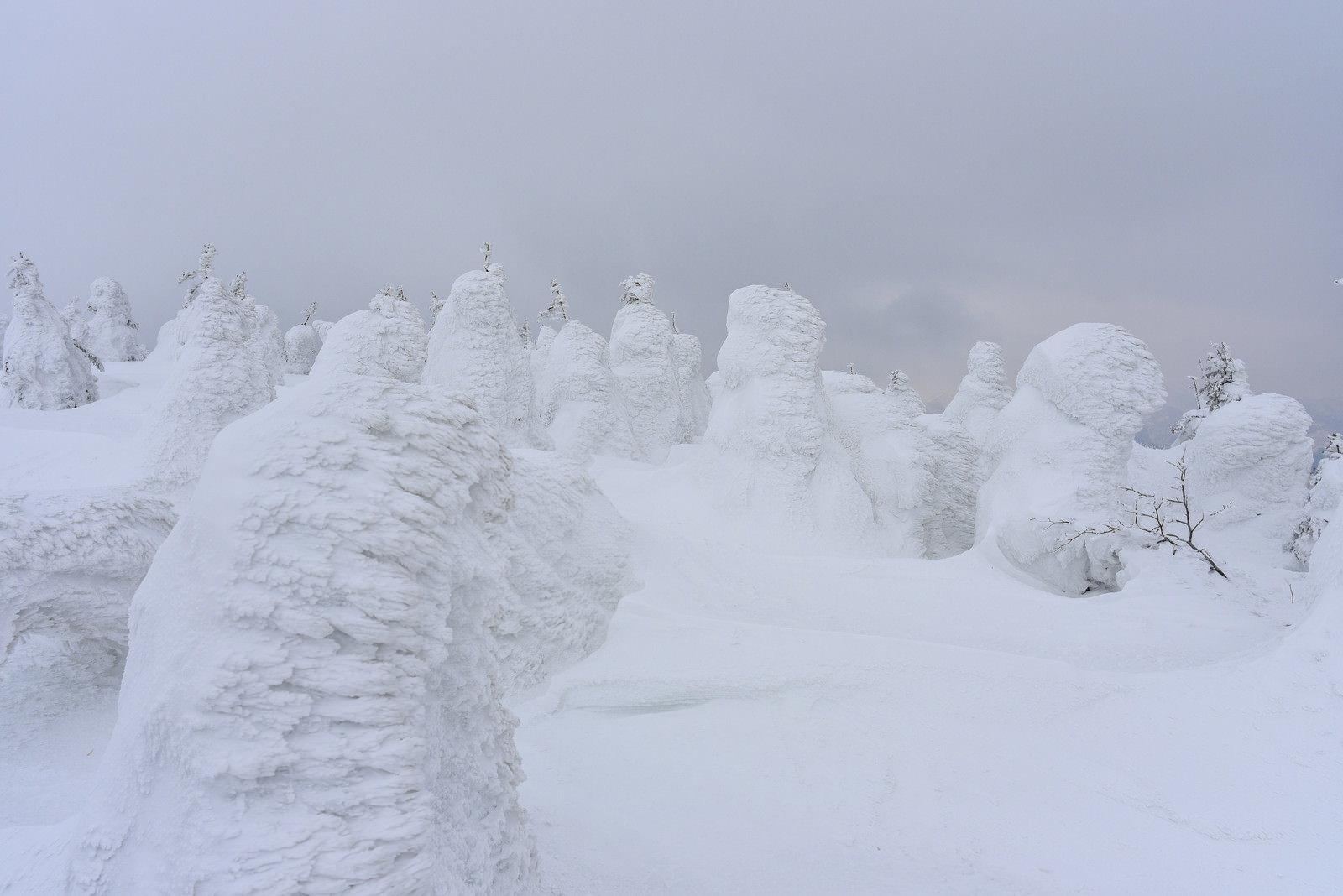 ガスに包まれた蔵王山の樹氷群、白い霧の中に立つ雪化粧した樹木