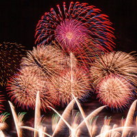 夜空に大きく花開く赤やピンク、黄色の打ち上げ花火の写真
