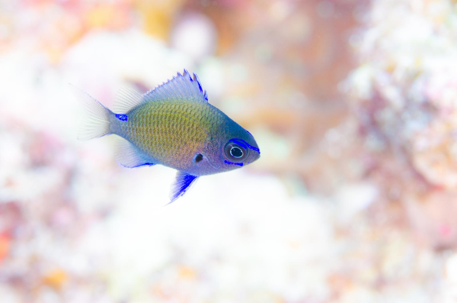 青紫色の体色をした小さなアマミスズメダイの稚魚が海中を泳ぐ