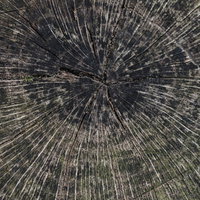 切り株の面の年輪と木目、断面の放射状テクスチャーの写真