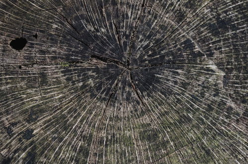 切り株の面の年輪と木目、断面の放射状テクスチャー