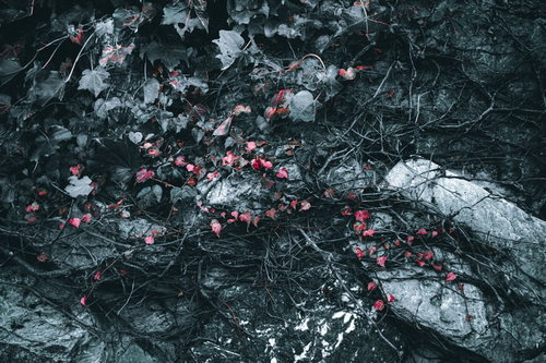 岩場に張り詰める蔓と赤く色づいた紅葉の秋風景