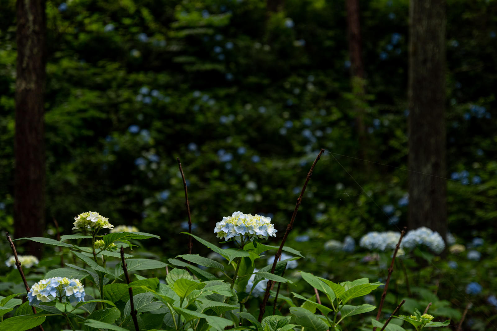 公園で群生する白い紫陽花