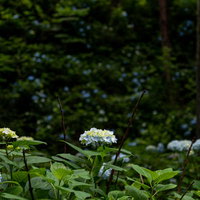 公園内に群生する紫陽花が梅雨時に咲く初夏の花景の写真