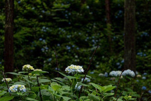 公園内に群生する紫陽花が梅雨時に咲く初夏の花景