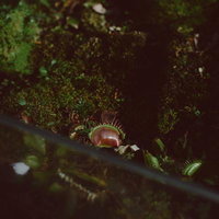 苔の中に群生するハエトリソウとモルボルの食虫植物生態観察の写真